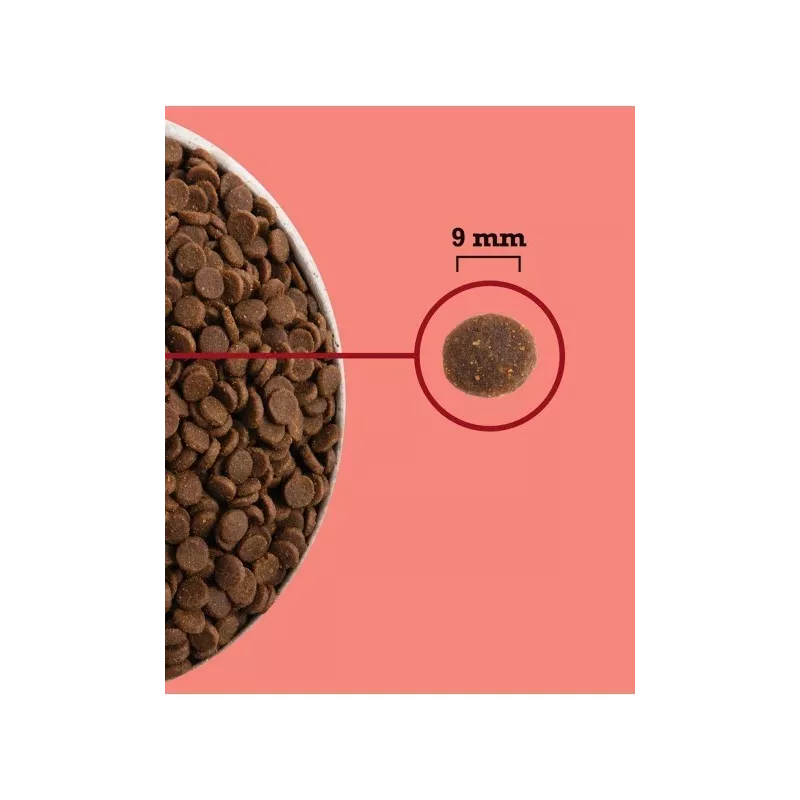 ACANA Highest Protein siseruumides kasutatav Cat - kuiv kassitoit - 4,5kg