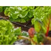 Voolikuühendus Gardena 13211-20 Plastikust Must 10 tk