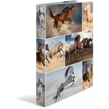 Ring binder A4 HERMA 19360 Multicolour