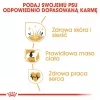 Royal Canin Cocker Adult kuivtoit koertele, 12 kg