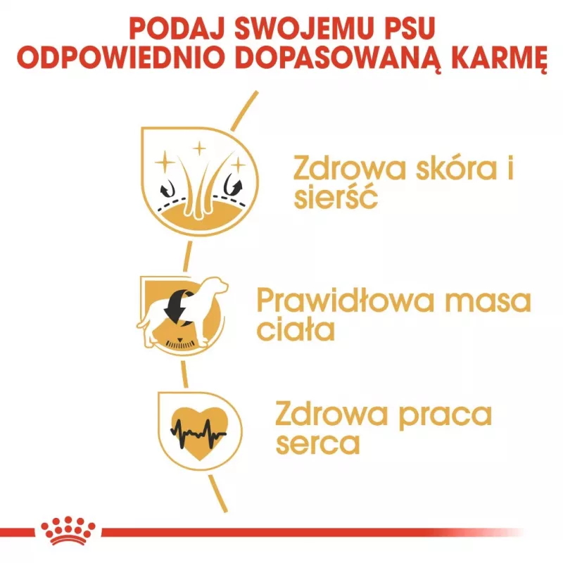 Royal Canin Cocker Adult kuivtoit koertele, 12 kg