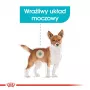Kuiv koeratoit Royal Canin Mini Urinary Care 3 kg — väikesed tõud, linnuliha, 27% valku, 16% rasva