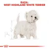 Royal Canin BHN West Highland Valge Terrier Adult - kuivtoit täiskasvanud koertele - 3kg