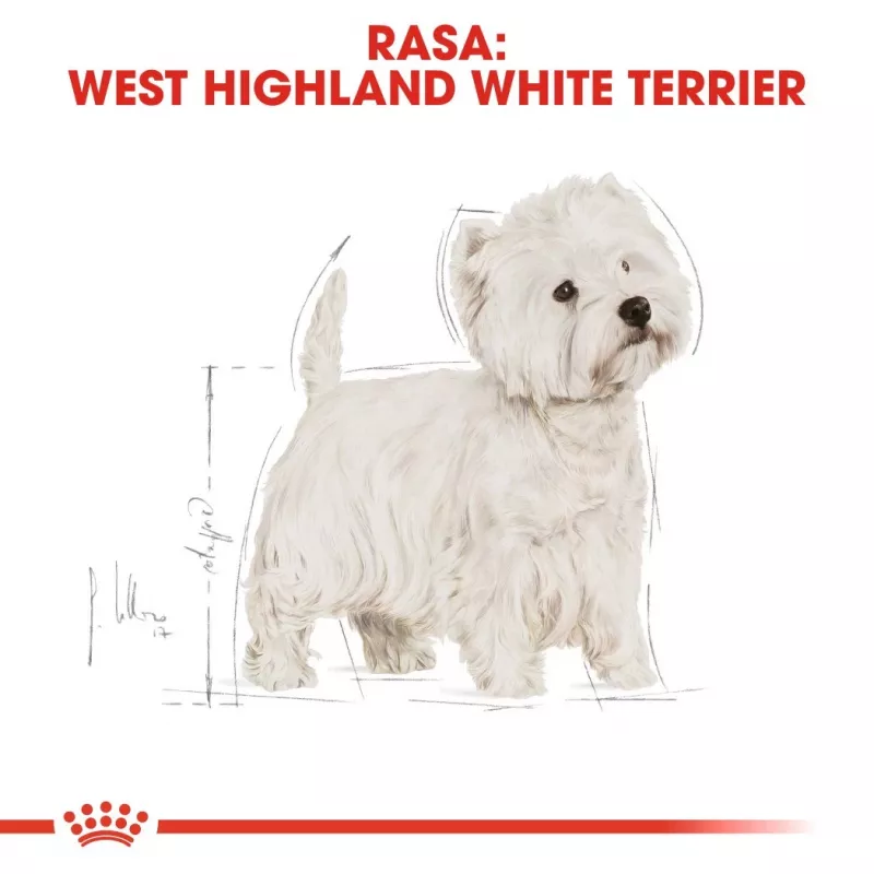 Royal Canin BHN West Highland Valge Terrier Adult - kuivtoit täiskasvanud koertele - 3kg