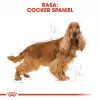 Royal Canin Cocker Adult kuivtoit koertele, 12 kg