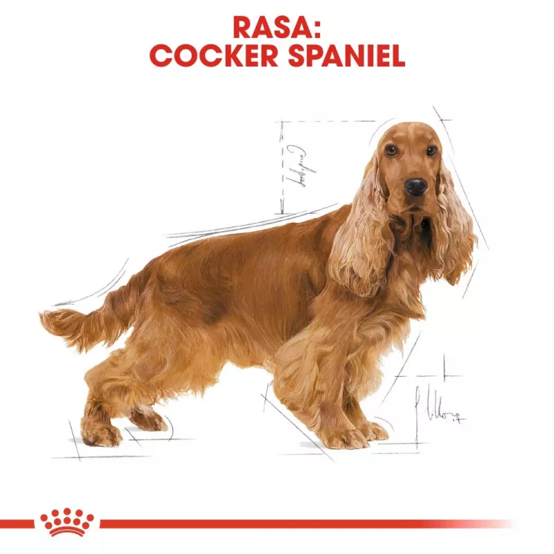Royal Canin Cocker Adult kuivtoit koertele, 12 kg
