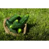 Cucumber Ares F1 Toraf köögiviljaseemned, 5g pakend
