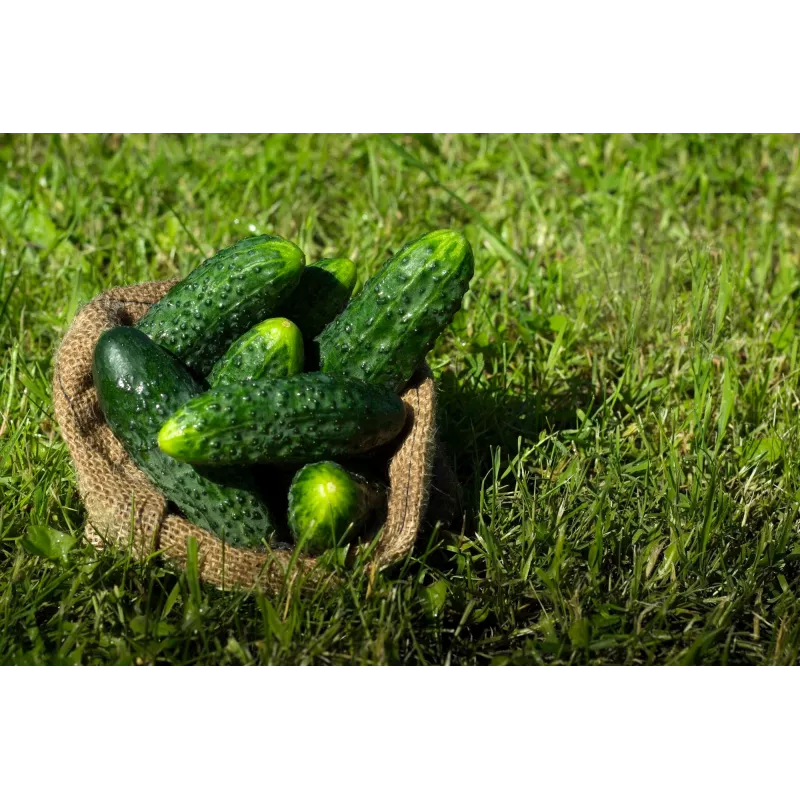 Cucumber Ares F1 Toraf köögiviljaseemned, 5g pakend