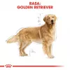 ROYAL CANIN BHN Golden Retriever kuiv koeratoit - 12kg