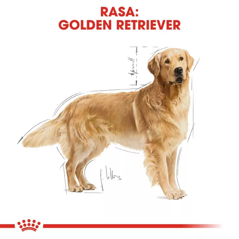 ROYAL CANIN BHN Golden Retriever kuiv koeratoit - 12kg