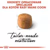 Kuiv kassitoit Royal Canin Maine Coon Adult 10 kg — linnuliha (kana), 31% valku, 20% rasva