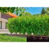 Gardena 13504-20 aiavoolik 50 m Maa-alune Must
