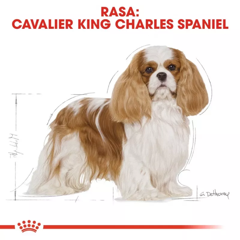 Kuiv koeratoit Royal Canin Cavalier King Charles Adult 1.5 kg — Kana, Väikest tõugu, Nahk ja karv, Südame tugi