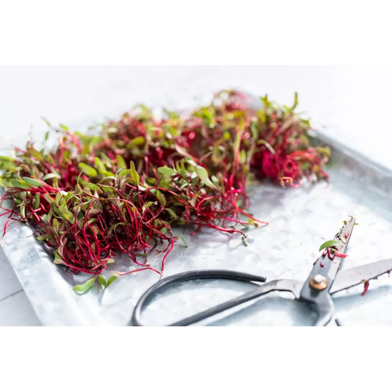 Hiina roosi redise seemned idanditeks, 20g pakend