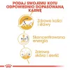 ROYAL CANIN FBN Maine Coon - kassikonserv - kotike 12x 85g