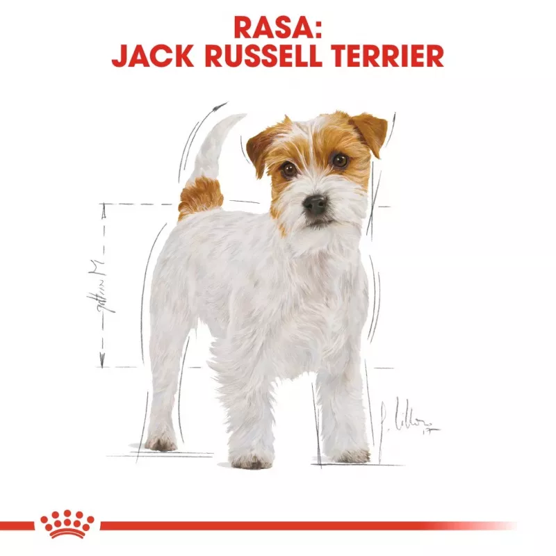 ROYAL CANIN Jack Russell Adult kuiv koeratoit - 1.5 kg