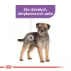 Kuiv koeratoit Royal Canin Mini Sterilised Care — 3 kg, kana, steriliseeritud väikeste tõugude jaoks (5–10 kg), täiskasvanud, 30% valku