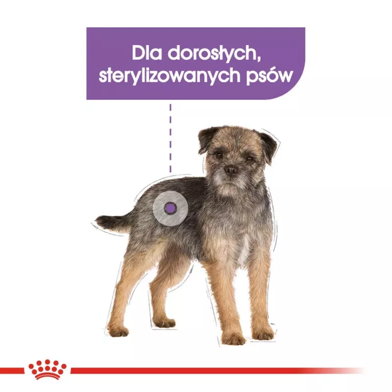 Kuiv koeratoit Royal Canin Mini Sterilised Care — 3 kg, kana, steriliseeritud väikeste tõugude jaoks (5–10 kg), täiskasvanud, 30% valku