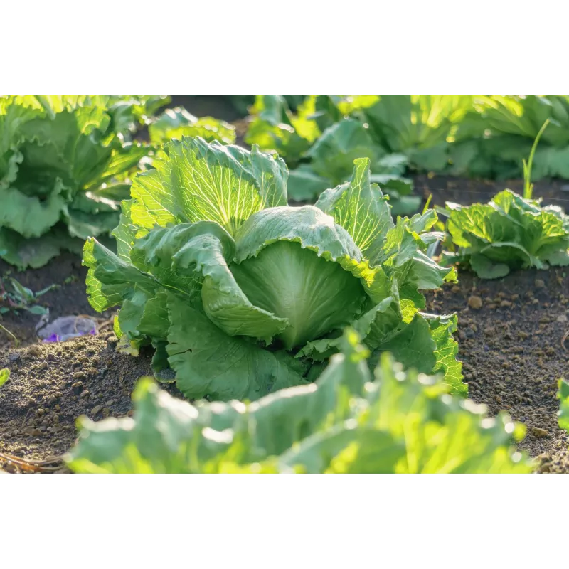 Krõbe jääsalat Suvine Toraf köögiviljaseemned, 1g pakend