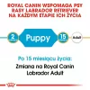 ROYAL CANIN SHN Breed Labrador Junior kuiv koeratoit - 12 kg