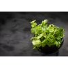 Watercress Toraf köögiviljaseemned, 0,2 g pakend