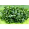 Watercress Toraf köögiviljaseemned, 0,2 g pakend