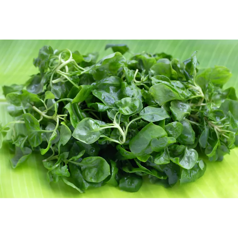 Watercress Toraf köögiviljaseemned, 0,2 g pakend