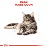 ROYAL CANIN FBN Maine Coon - kassikonserv - kotike 12x 85g
