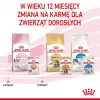 Märg kassipoegade toit Royal Canin Kitten Jelly 85 g — kanamaitseline, 85 g kotike, 12 tk