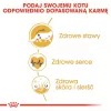 Kuiv kassitoit Royal Canin Maine Coon Adult 10 kg — linnuliha (kana), 31% valku, 20% rasva