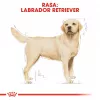 Royal Canin BHN Labrador Adult kuiv koeratoit, 12 kg