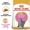 Kuiv kassitoit Royal Canin British Shorthair Kitten 2 kg – kana, 38% valku, 20% rasva, kasvuvalem