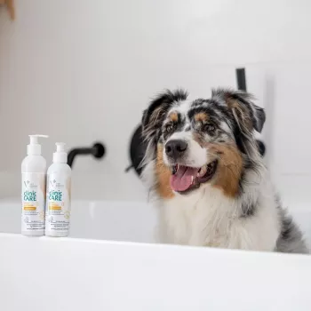 Lemmikloomašampoon VETEXPERT Clinic Care Hypo&Omega 250 ml — hüpoallergeenne niisutav šampoon oomega-rasvhapetega täiskasvanud kassidele, kõikidele karvkatte tüüpidele
