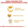 Kuiv kassitoit Royal Canin Ragdoll Adult 2 kg — kana, 32% valku, 18% rasva