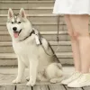 PETKIT kakakotid