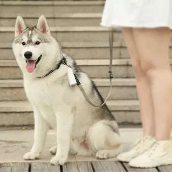 PETKIT kakakotid