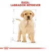 ROYAL CANIN SHN Breed Labrador Junior kuiv koeratoit - 12 kg