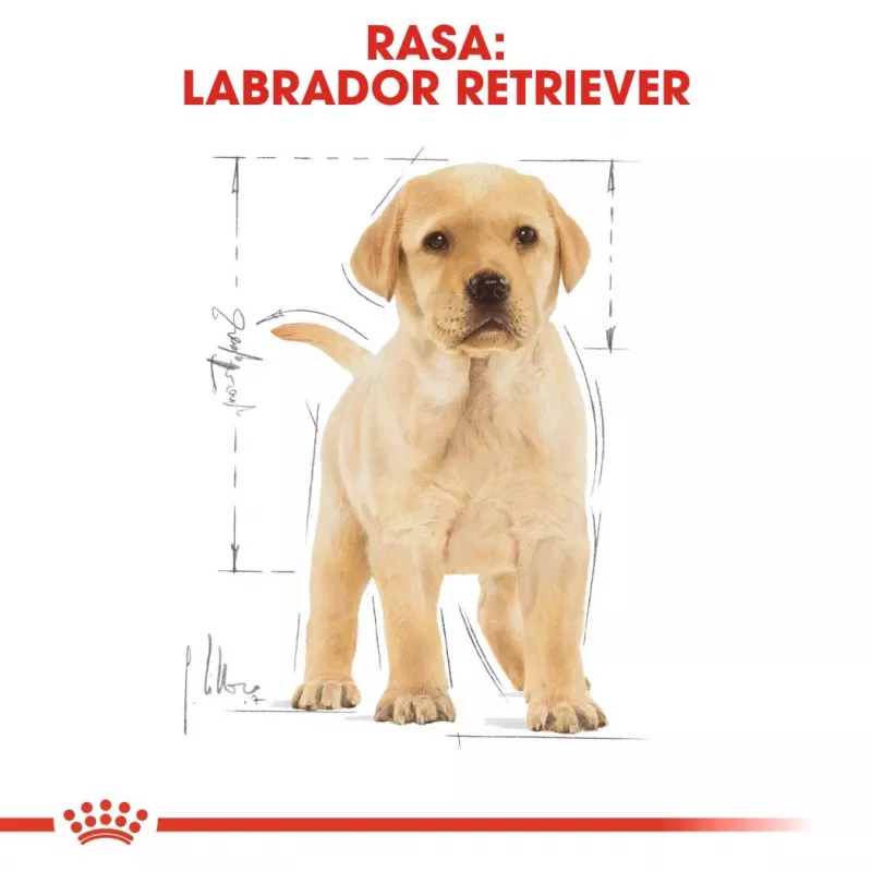 ROYAL CANIN SHN Breed Labrador Junior kuiv koeratoit - 12 kg