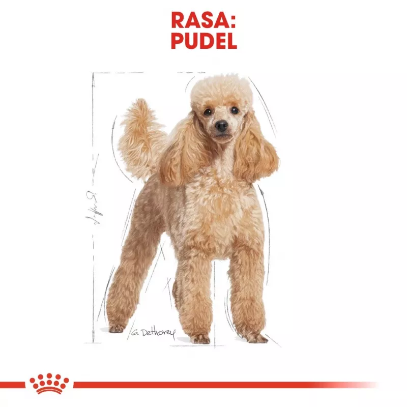 Kuiv koeratoit Royal Canin Poodle Adult 1,5 kg — kana, 30% valku, 19% rasva