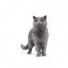 Royal Canin British Shorthair Adult kuivtoit kassidele, 10 kg