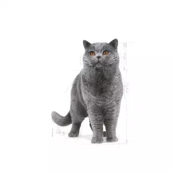 Kuiv kassitoit Royal Canin British Shorthair Adult 10 kg — linnuliha, valk 34%, rasv 19%