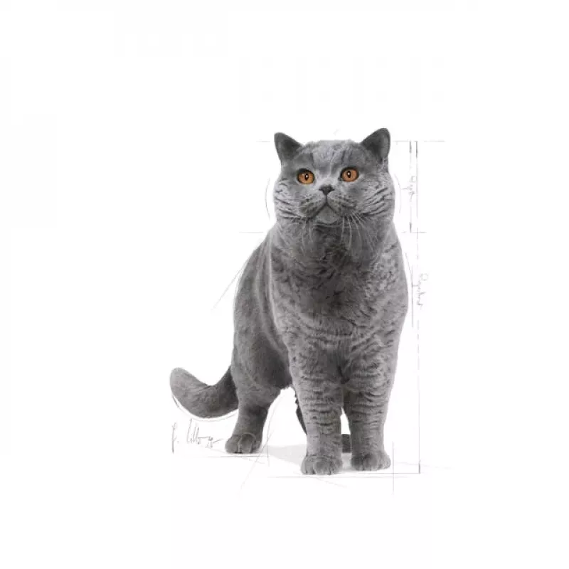 Royal Canin British Shorthair Adult kuivtoit kassidele, 10 kg