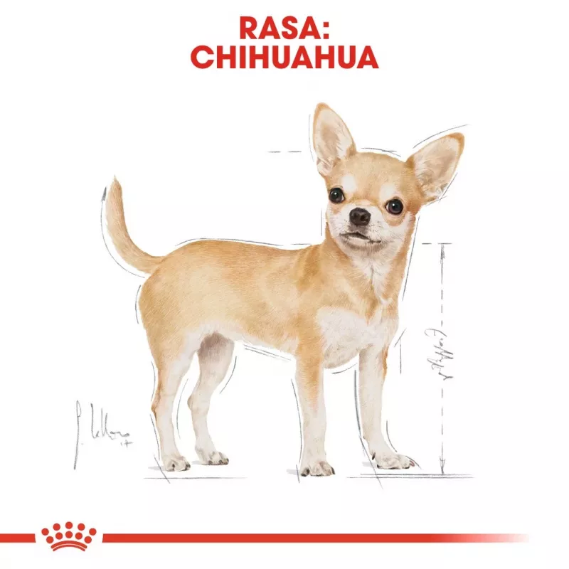 Kuiv koeratoit Royal Canin Chihuahua Adult 1.5 kg — kana, 28% valku, väga väikese tõu koertele