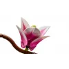 LEGO BOTANICALS 11510 Magnolia Branches