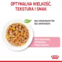 Märg kassipoegade toit Royal Canin Kitten Jelly 85 g — kanamaitseline, 85 g kotike, 12 tk