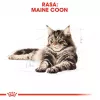 Kuiv kassitoit Royal Canin Maine Coon Adult 10 kg — linnuliha (kana), 31% valku, 20% rasva