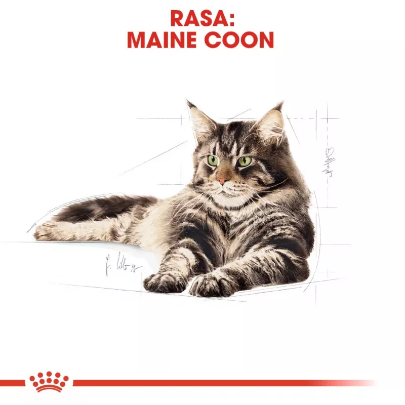 Kuiv kassitoit Royal Canin Maine Coon Adult 10 kg — linnuliha (kana), 31% valku, 20% rasva