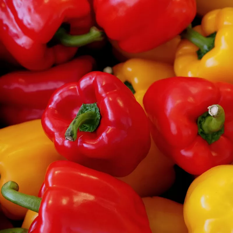 Seemnepakk Seklos LT Paprika Jolanta 0,5 g – magusa paprika seemned kasvatamiseks