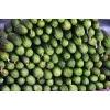 Srem Cucumber F1 Torafi köögiviljaseemned, 5 g pakend