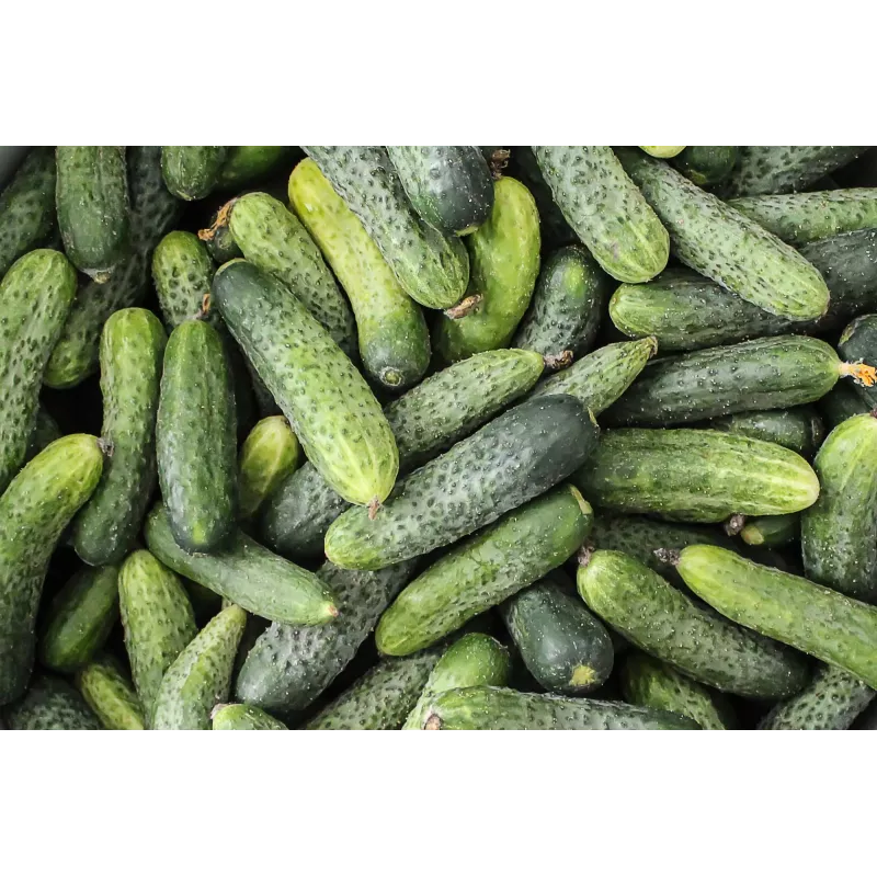 Wisconsin Cucumber SMR 58 Toraf köögiviljaseemned, 5g pakend